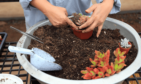 با خاک پوششی قارچ ملارد رشد گیاهان را افزایش دهید